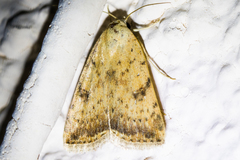 Micrathetis triplex