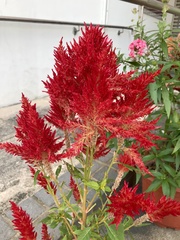 Celosia argentea plumosa