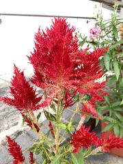Celosia argentea plumosa