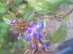 Ceratostigma