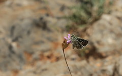 Spialia phlomidis