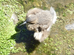 Nycticorax nycticorax