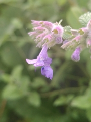Nepeta racemosa