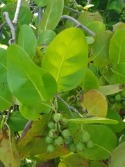Coccoloba diversifolia