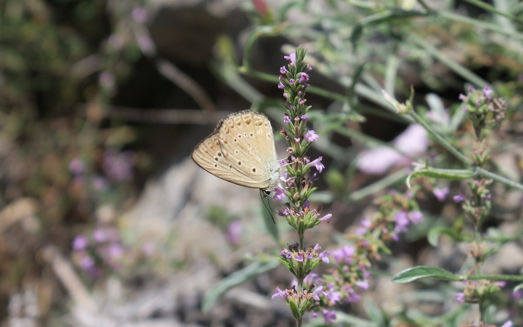 Polyommatus admetus