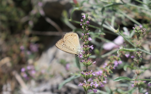 Polyommatus admetus