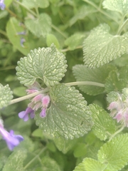 Nepeta racemosa