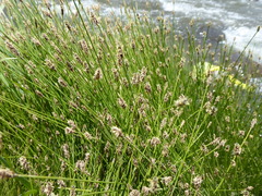 Eleocharis bonariensis