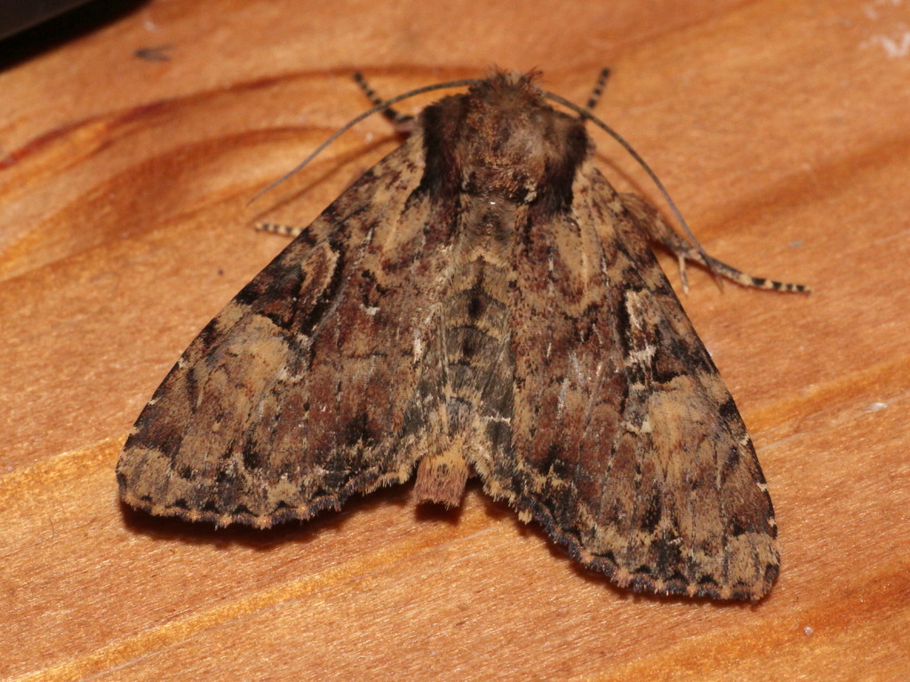 Clouded Brindle