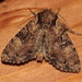 Clouded Brindle - Photo (c) Philip Mark Osso, some rights reserved (CC BY-NC), uploaded by Philip Mark Osso