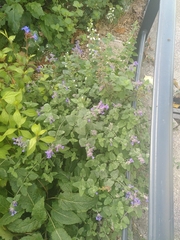 Nepeta racemosa