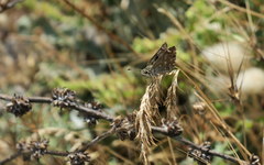 Carcharodus