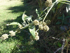 Buddleja americana