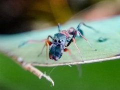 Myrmarachne melanocephala