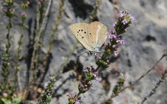 Polyommatus ripartii