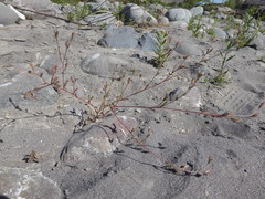 Gilia laciniata