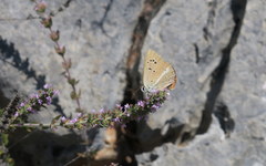 Polyommatus ripartii