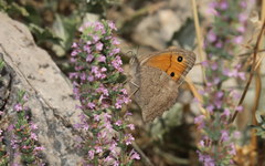 Hyponephele lupinus