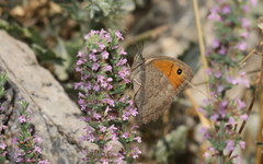Hyponephele lupinus
