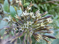 Cestrum auriculatum