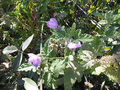 Tarasa capitata