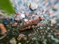 Eucriotettix spinilobus