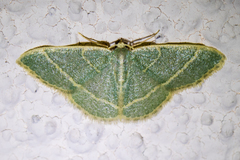 Chlorochlamys triangularis