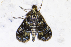 Elophila occidentalis