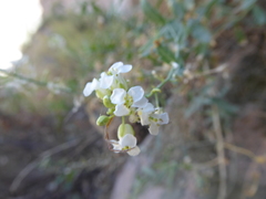 Neuontobotrys lanata