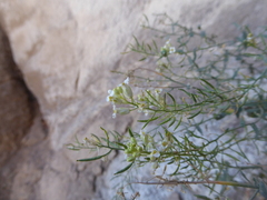 Eremodraba intricatissima