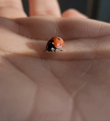 Coccinella septempunctata