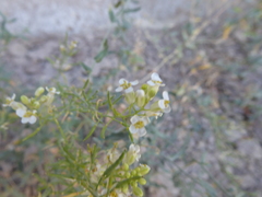 Eremodraba intricatissima