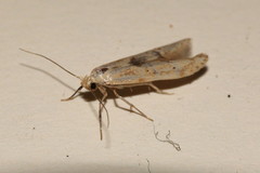 Blastobasis lacticolella