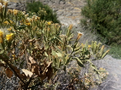 Trixis cacalioides