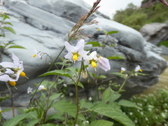 Solanum grandidentatum