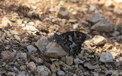 Hipparchia volgensis