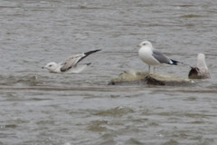 Larus canus