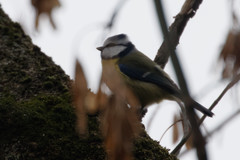 Cyanistes caeruleus