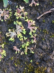 Ricciaceae