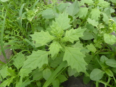 Dysphania graveolens