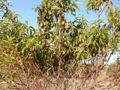 Prunus rivularis