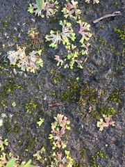 Ricciaceae