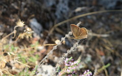 Polyommatus ripartii