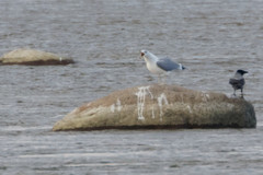 Larus cachinnans