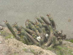 Haageocereus platinospinus