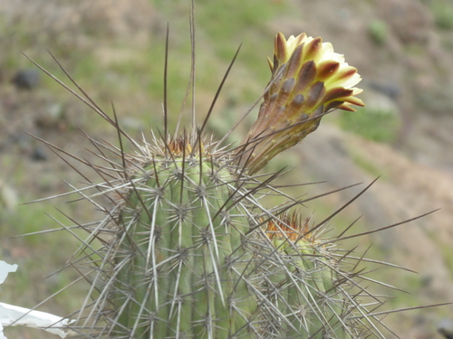 Weberbauerocereus weberbaueri (Schum. ex Vaupel) Backeb.