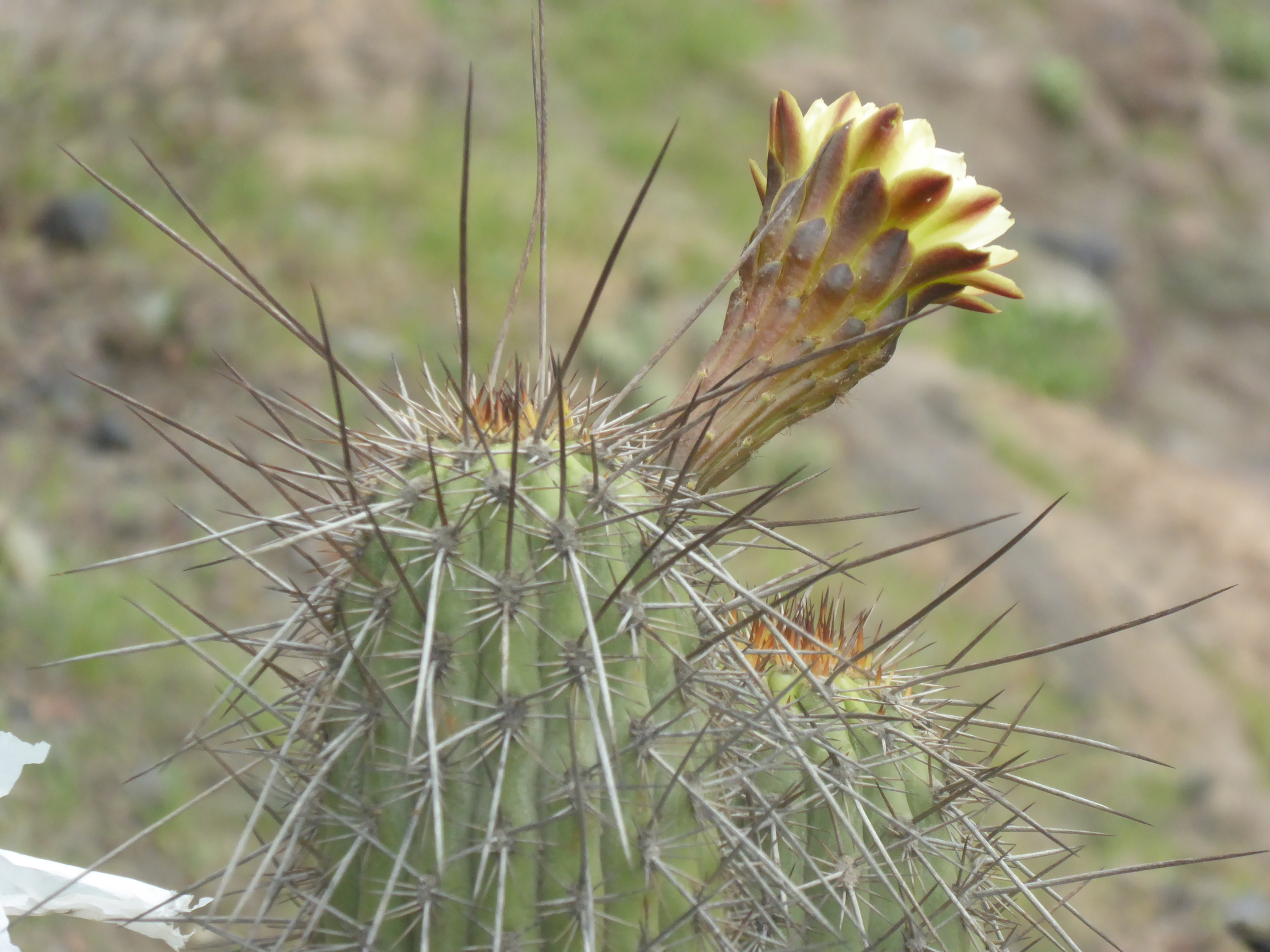Weberbauerocereus weberbaueri