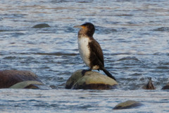 Phalacrocorax carbo