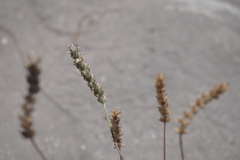 Plantago limensis