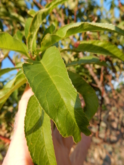 Prunus rivularis